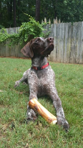 /Images/uploads/Southeast German Shorthaired Pointer Rescue/segspcalendarcontest2018/entries/9095thumb.jpg